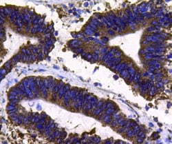 PDI Polyclonal Antibody, Invitrogen 100 &mu;L; Unconjugated:Antibodies,