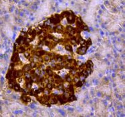 Invitrogen Chromogranin A Polyclonal Antibody 100 &mu;L; Unconjugated:Antibodies,