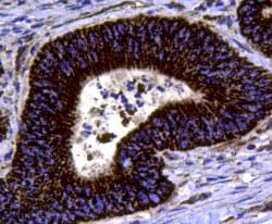 Invitrogen Chromogranin A Polyclonal Antibody 100 &mu;L; Unconjugated:Antibodies,