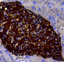 Invitrogen Chromogranin A Polyclonal Antibody 100 &mu;L; Unconjugated:Antibodies,