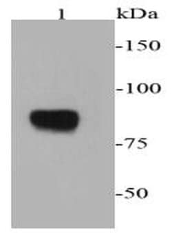 Invitrogen Chromogranin A Polyclonal Antibody 100 &mu;L; Unconjugated:Antibodies,