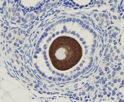 Invitrogen OOEP Polyclonal Antibody 100 &mu;L; Unconjugated:Antibodies,
