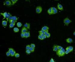 Invitrogen&trade;&nbsp;BMP-2 Polyclonal Antibody