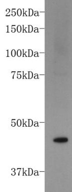 Invitrogen FOXD3 Polyclonal Antibody 100 &mu;L; Unconjugated:Antibodies,