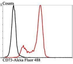 Invitrogen CD73 Polyclonal Antibody 100 &mu;L; Unconjugated:Antibodies,