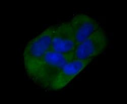 Invitrogen CD73 Polyclonal Antibody 100 &mu;L; Unconjugated:Antibodies,