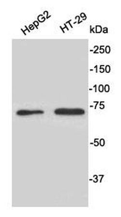 Invitrogen CD73 Polyclonal Antibody 100 &mu;L; Unconjugated:Antibodies,