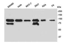 Invitrogen SUZ12 Polyclonal Antibody 100 &mu;L; Unconjugated:Antibodies,