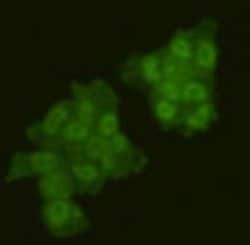 Invitrogen GMNN Polyclonal Antibody 100 &mu;L; Unconjugated:Antibodies,