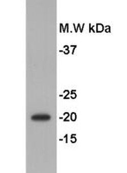 Invitrogen GMNN Polyclonal Antibody 100 &mu;L; Unconjugated:Antibodies,