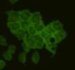 Invitrogen CD79a Polyclonal Antibody 100 &mu;L; Unconjugated:Antibodies,