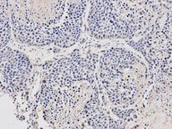 Invitrogen Stella Polyclonal Antibody 100 &mu;L; Unconjugated:Antibodies,