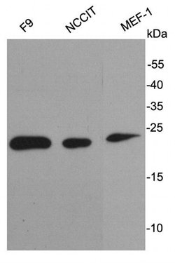 Invitrogen Stella Polyclonal Antibody 100 &mu;L; Unconjugated:Antibodies,