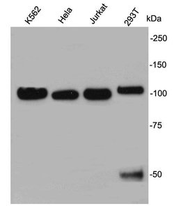 Invitrogen Nucleolin Polyclonal Antibody 100 &mu;L; Unconjugated:Antibodies,
