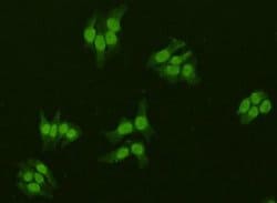 Invitrogen IRX2 Polyclonal Antibody 100 &mu;L; Unconjugated:Antibodies,