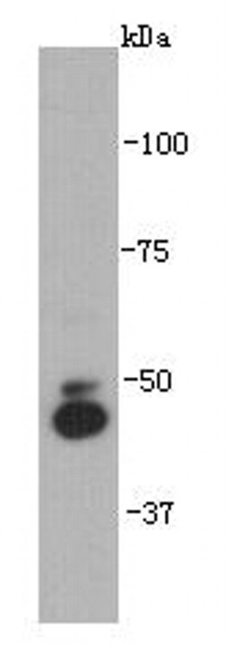 Invitrogen IRX2 Polyclonal Antibody 100 &mu;L; Unconjugated:Antibodies,