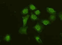 Invitrogen SLC18A1 Polyclonal Antibody 100 &mu;L; Unconjugated:Antibodies,