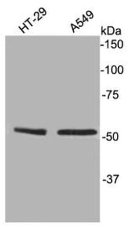 Invitrogen TFCP2L1 Polyclonal Antibody 100 &mu;L; Unconjugated:Antibodies,