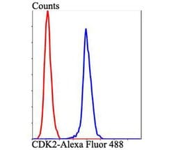 Invitrogen CDK2 Polyclonal Antibody 100 &mu;L; Unconjugated:Antibodies,