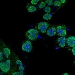 Invitrogen GMNN Polyclonal Antibody 100 &mu;L; Unconjugated:Antibodies,
