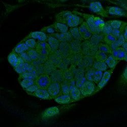 Invitrogen GMNN Polyclonal Antibody 100 &mu;L; Unconjugated:Antibodies,