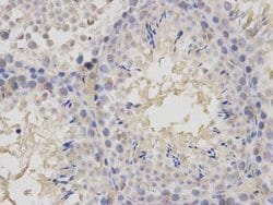 Invitrogen GMNN Polyclonal Antibody 100 &mu;L; Unconjugated:Antibodies,