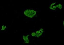 Invitrogen GSK3 alpha Polyclonal Antibody 100 &mu;L; Unconjugated:Antibodies,