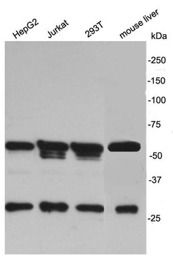 Invitrogen MKRN2 Polyclonal Antibody 100 μL; Unconjugated:Antibodies,