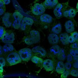 Invitrogen DPY30 Polyclonal Antibody 100 &mu;L; Unconjugated:Antibodies,