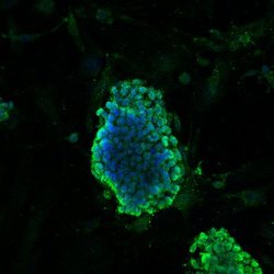 Invitrogen DPY30 Polyclonal Antibody 100 &mu;L; Unconjugated:Antibodies,