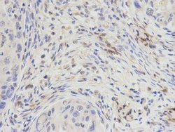 Invitrogen DPY30 Polyclonal Antibody 100 &mu;L; Unconjugated:Antibodies,