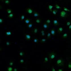 Invitrogen RBM8A Polyclonal Antibody 100 &mu;L; Unconjugated:Antibodies,