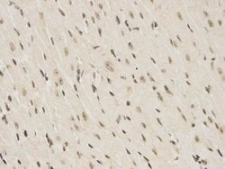 Invitrogen RBM8A Polyclonal Antibody 100 &mu;L; Unconjugated:Antibodies,