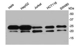 Invitrogen RBM8A Polyclonal Antibody 100 &mu;L; Unconjugated:Antibodies,