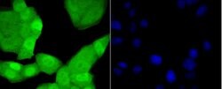 Invitrogen TCF7L2 Polyclonal Antibody 100 &mu;L; Unconjugated:Antibodies,