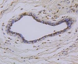 Invitrogen TCF7L2 Polyclonal Antibody 100 &mu;L; Unconjugated:Antibodies,