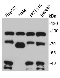 Invitrogen TCF7L2 Polyclonal Antibody 100 &mu;L; Unconjugated:Antibodies,