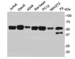 Invitrogen PTBP1 Polyclonal Antibody 100 &mu;L; Unconjugated:Anticuerpos