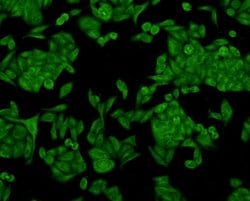 Invitrogen KLHL15 Polyclonal Antibody 100 &mu;L; Unconjugated:Antibodies,