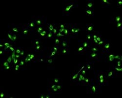 Invitrogen KLHL15 Polyclonal Antibody 100 &mu;L; Unconjugated:Antibodies,