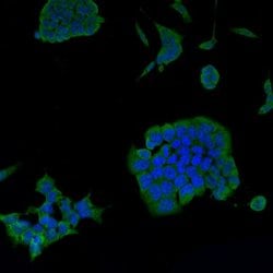 Invitrogen Psg16 Polyclonal Antibody 100 &mu;L; Unconjugated:Antibodies,