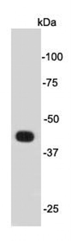 Invitrogen Psg16 Polyclonal Antibody 100 &mu;L; Unconjugated:Antibodies,