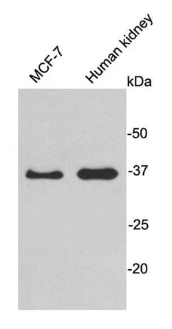 Invitrogen HADH Polyclonal Antibody 100 &mu;L; Unconjugated:Antibodies