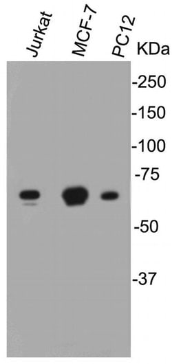 Invitrogen Lamin B1 Polyclonal Antibody 100 &mu;L; Unconjugated:Antibodies,
