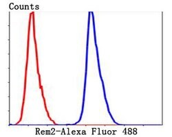 Invitrogen REM2 Polyclonal Antibody 100 &mu;L; Unconjugated:Antibodies,