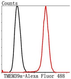 Invitrogen TMEM39A Polyclonal Antibody 100 &mu;L; Unconjugated:Antibodies,