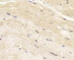 Invitrogen MYLK Polyclonal Antibody 100 &mu;L; Unconjugated:Antibodies,