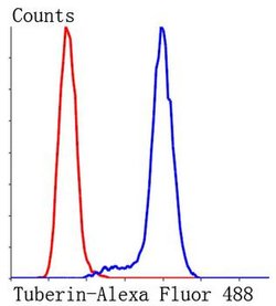 Invitrogen TSC2 Polyclonal Antibody 100 &mu;L; Unconjugated:Antibodies,