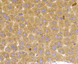 Invitrogen TSC2 Polyclonal Antibody 100 &mu;L; Unconjugated:Antibodies,