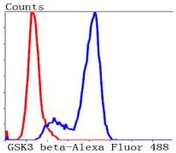 Invitrogen GSK3B Polyclonal Antibody 100 &mu;L; Unconjugated:Antibodies,